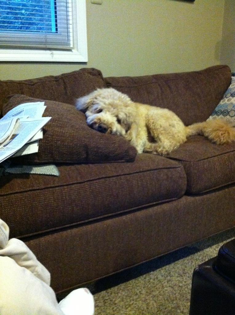 My parents' dog, Cosmo, bored while watching television.